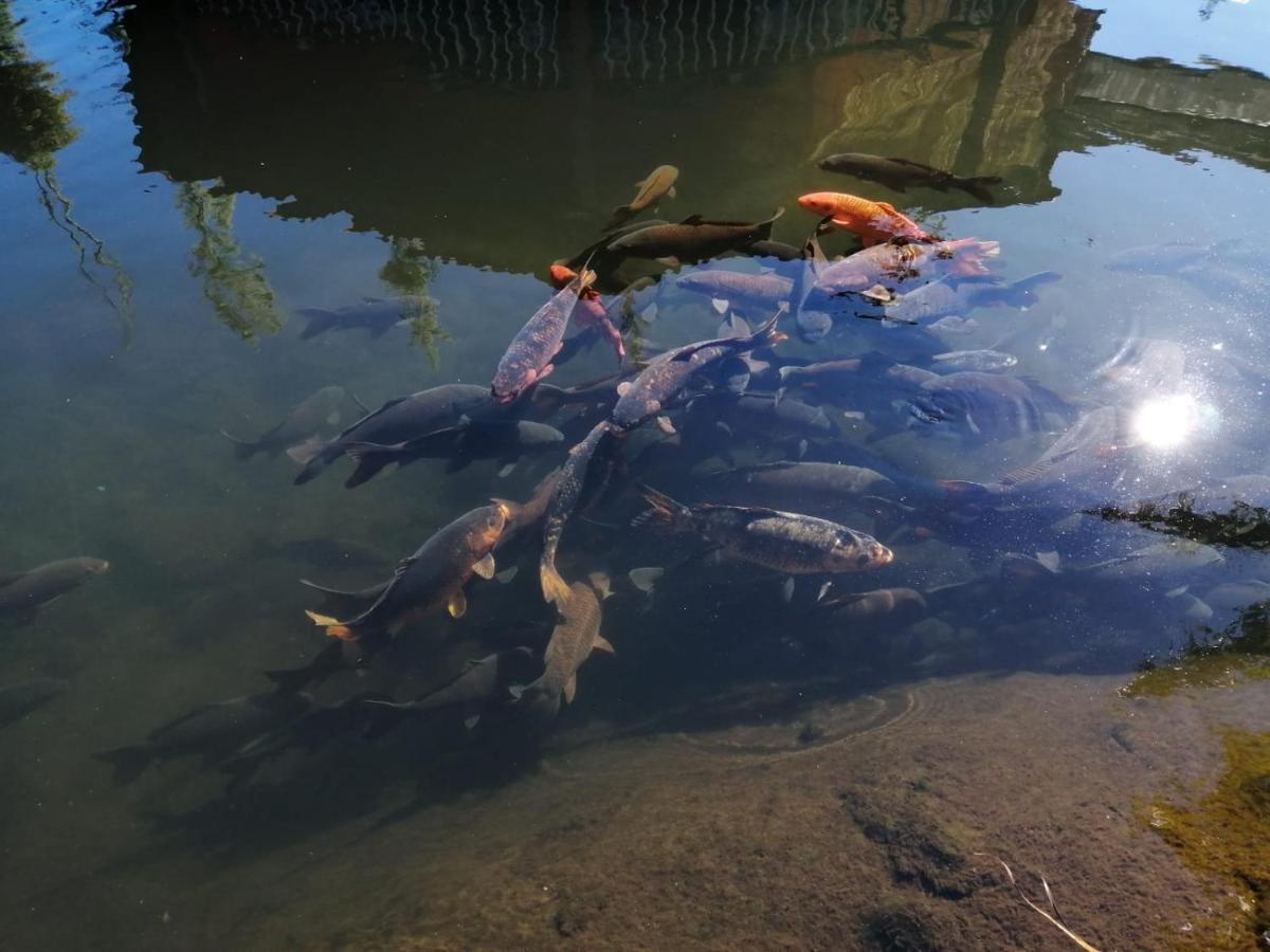 Cabanas Mountain River Lake Inn Nueva California Εξωτερικό φωτογραφία